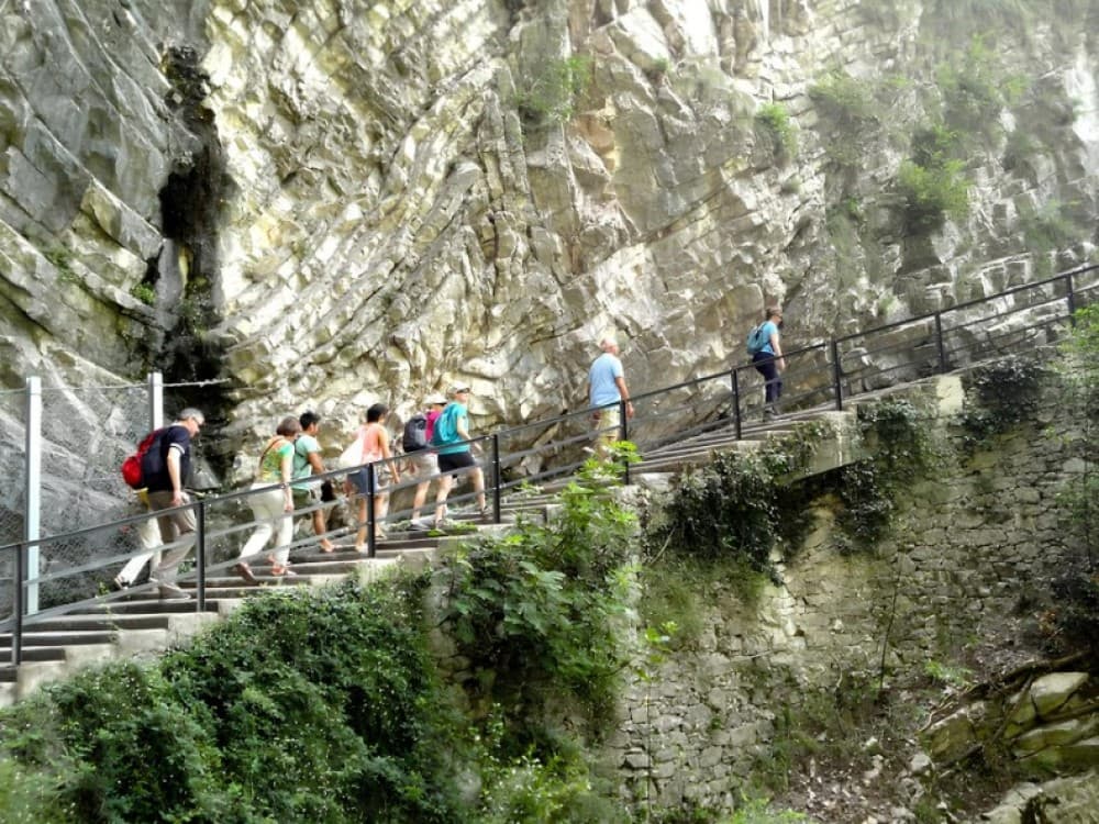 The Olive Grove Trail