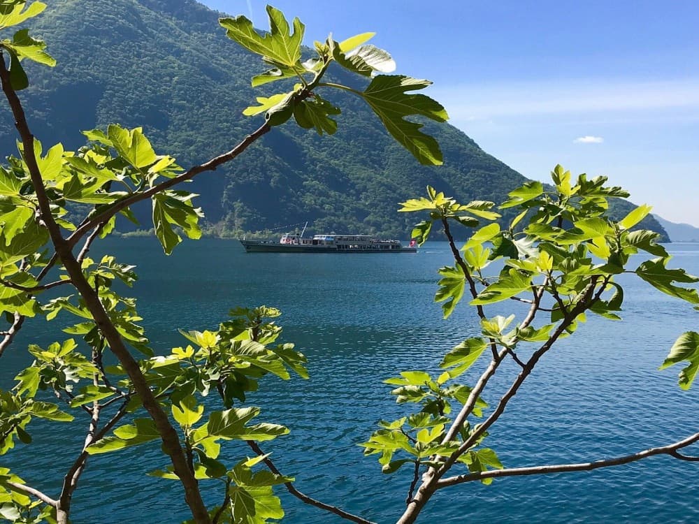 The Olive Grove Trail