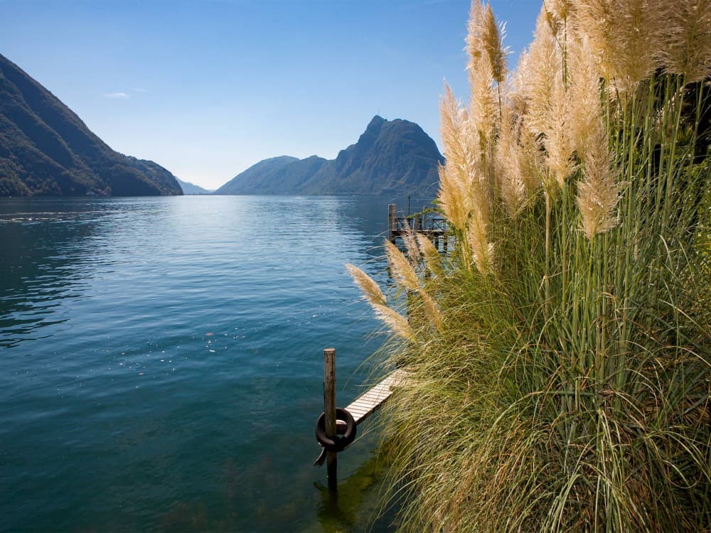 The Olive Grove Trail