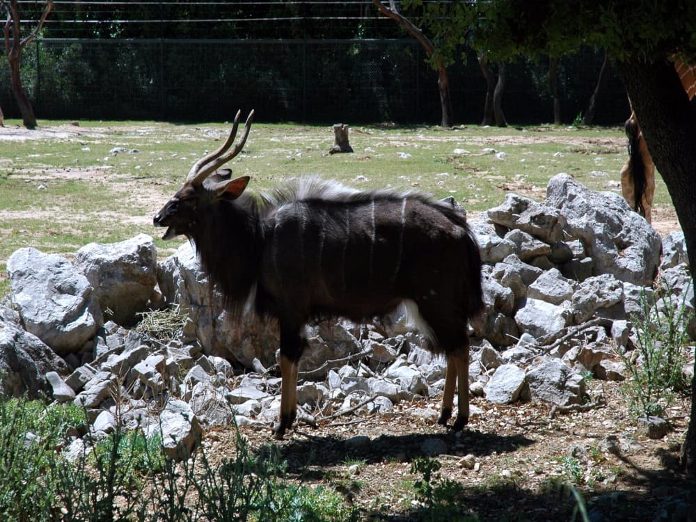 Parc de Lunaret - Zoo de Montpellier