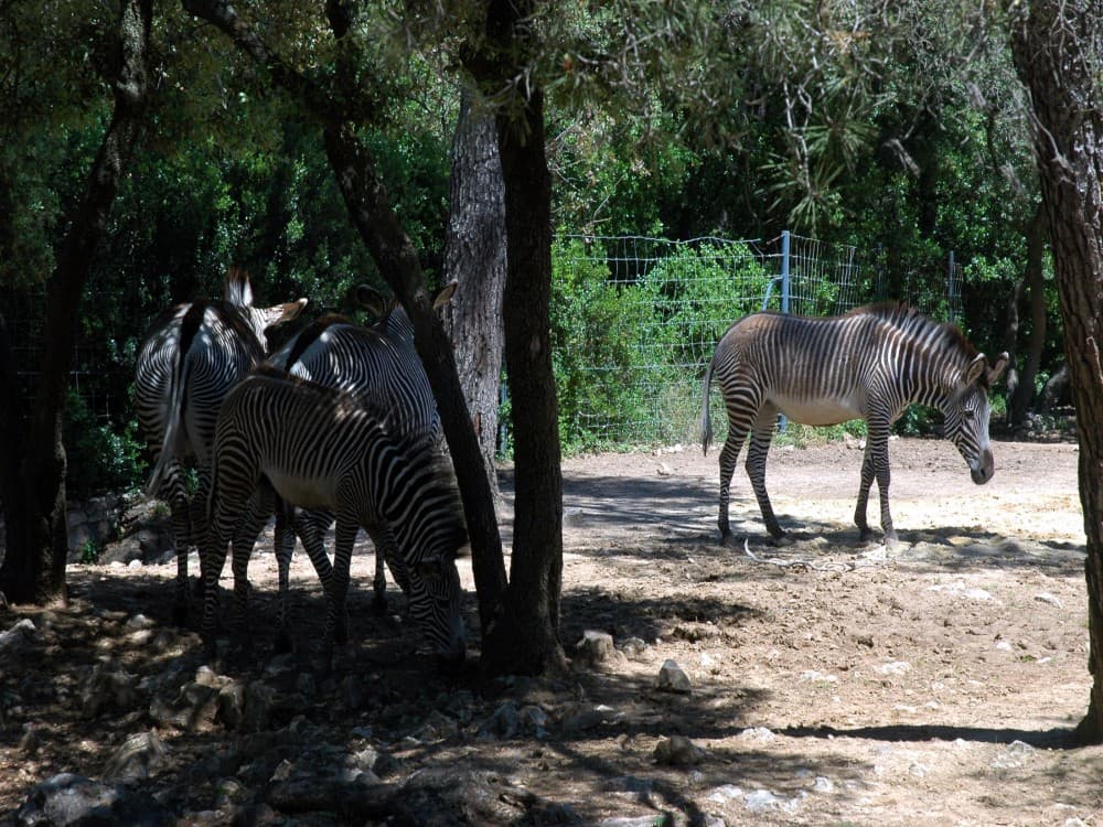 Parc de Lunaret - Zoo de Montpellier