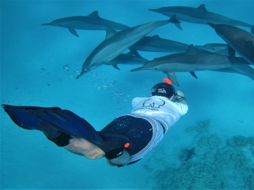 Dolphin & Whale Watching Tours in Hurghada