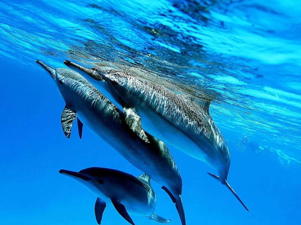 Dolphin & Whale Watching Tours in Hurghada