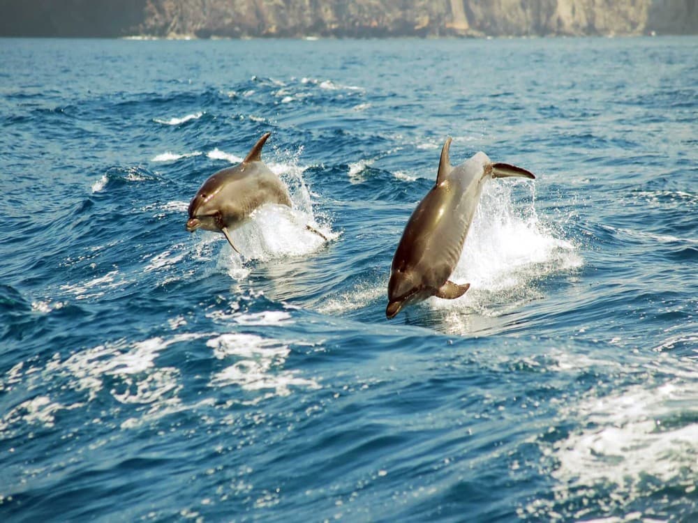 Hurghada: Dolphin & Whale Watching Tours in Hurghada | ®ExcursionMania