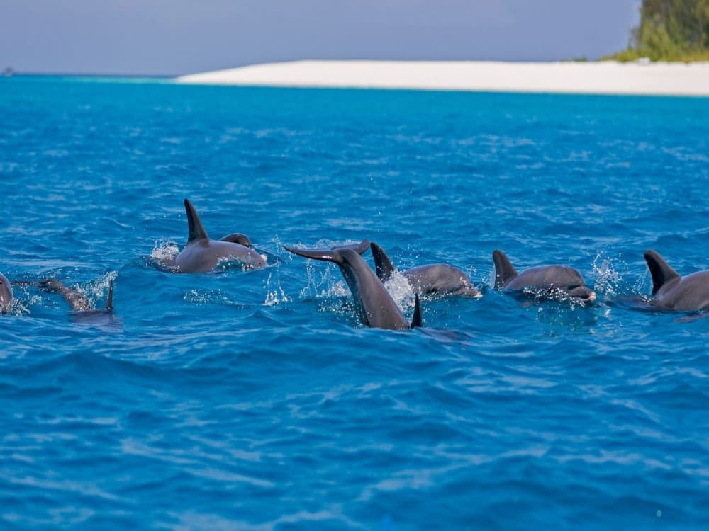 Dolphin & Whale Watching Tours in Hurghada