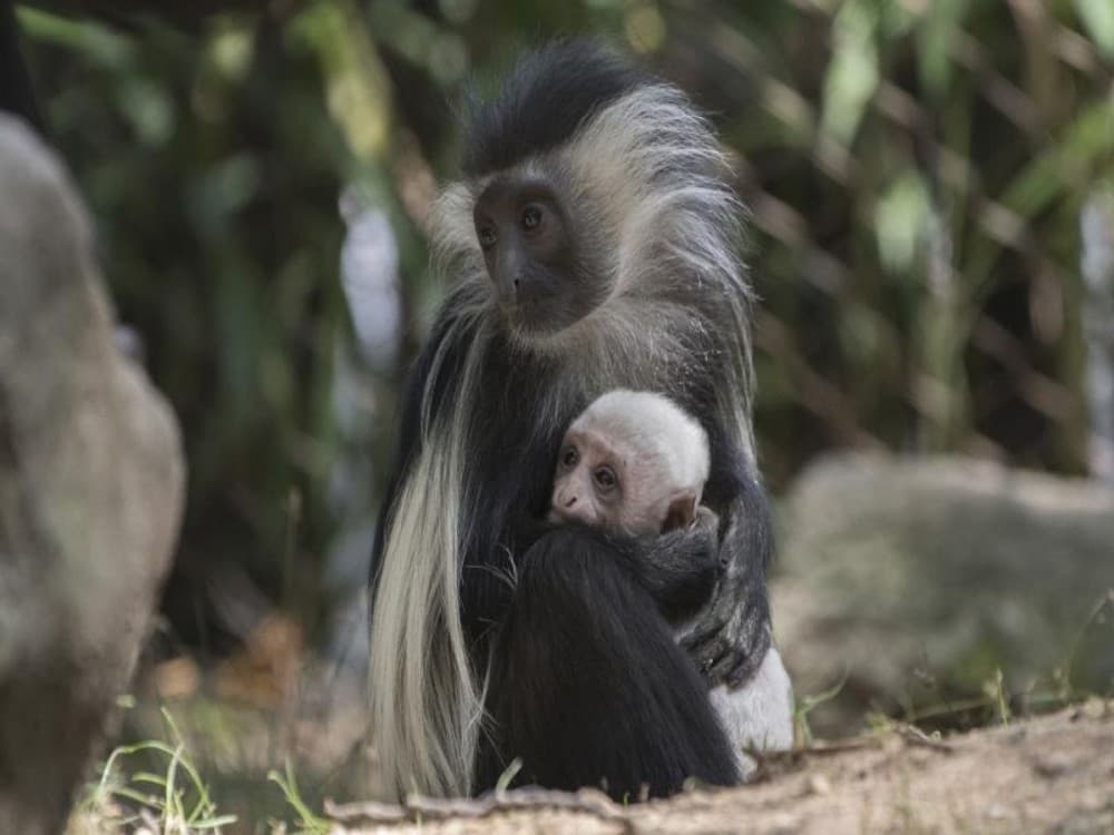 Colobus Conservation