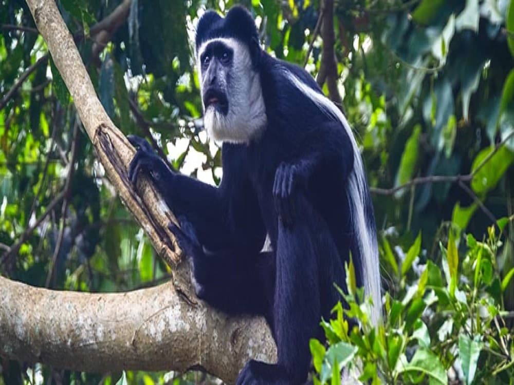 Colobus Conservation