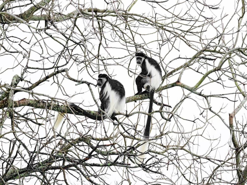 Colobus Conservation