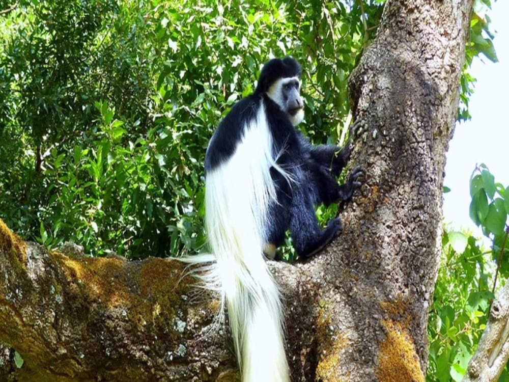 Colobus Conservation