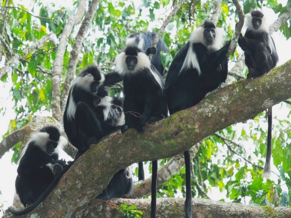 Colobus Conservation