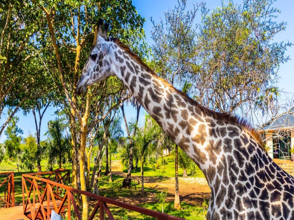 Kaya Kinondo Sacred Forest