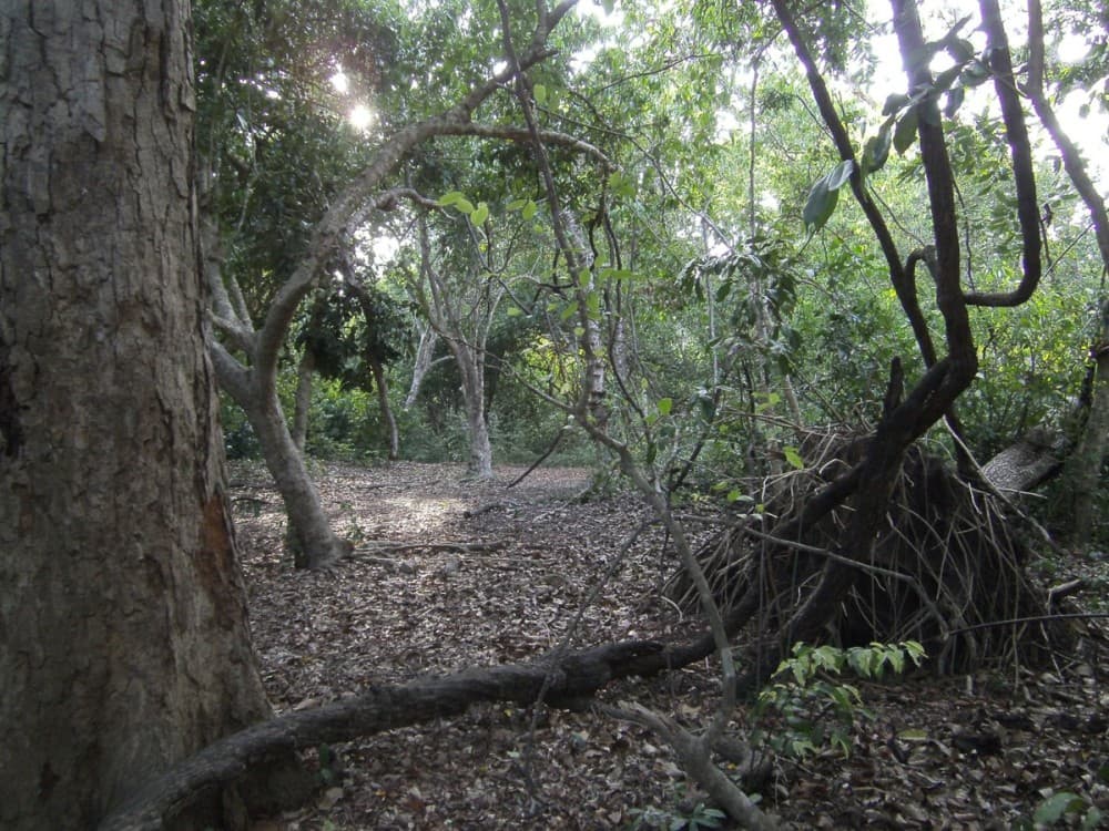 Kaya Kinondo Sacred Forest