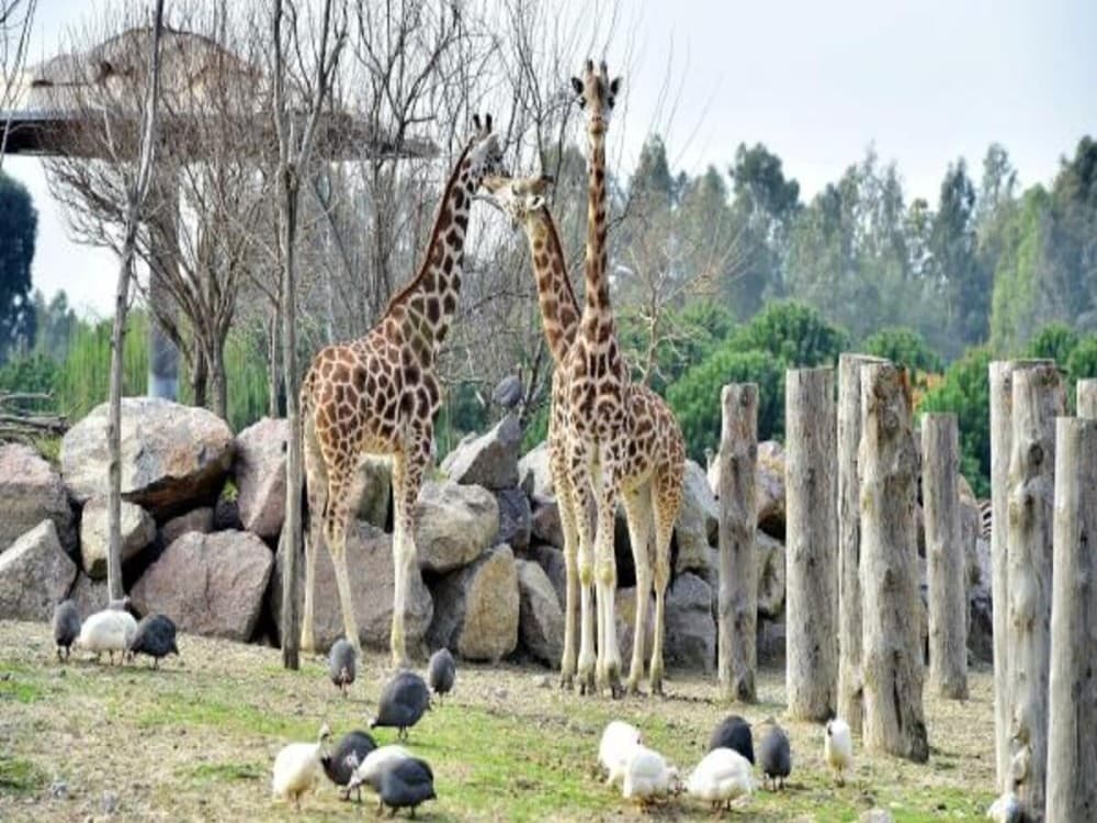 Wild Life Park