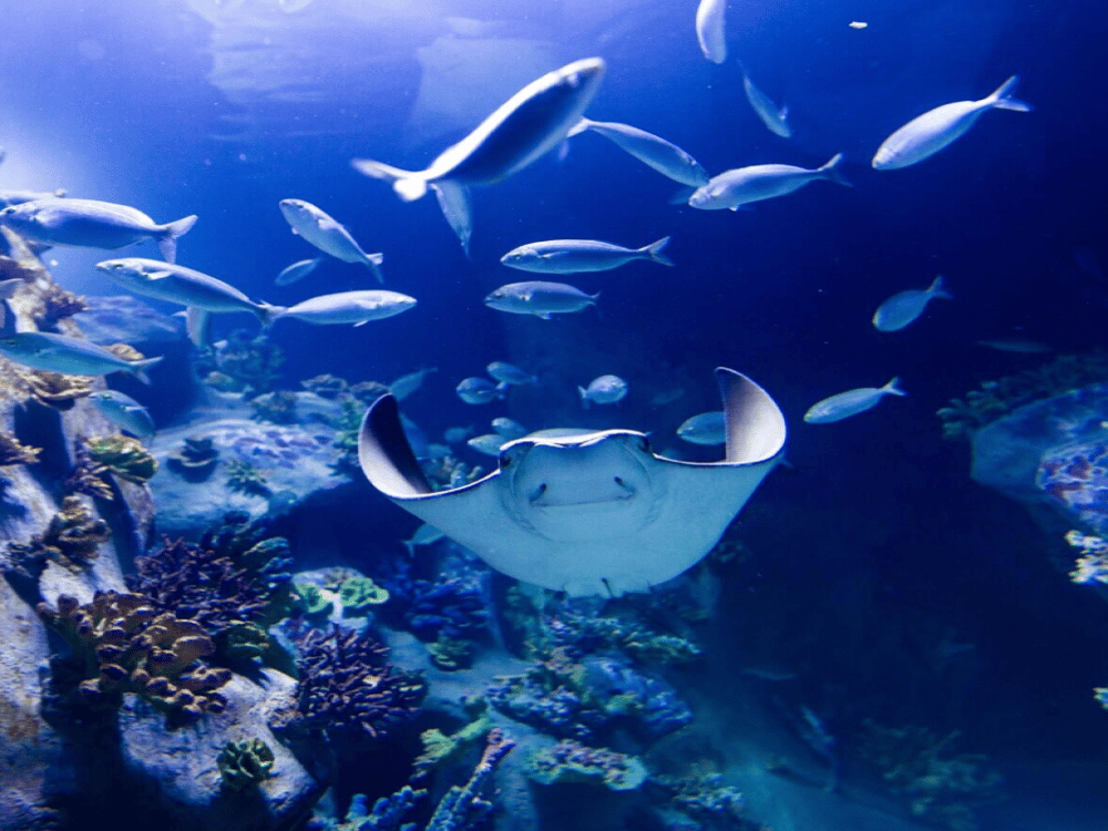 Izmir: Funtastic Aquarium İzmir | ®ExcursionMania