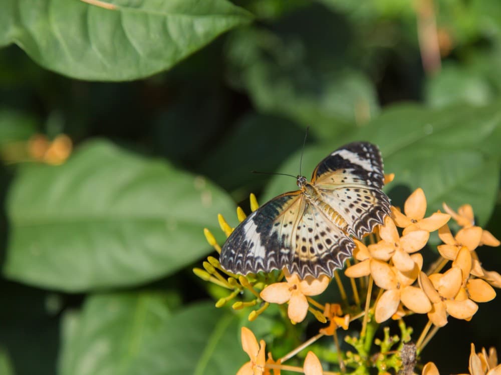 Tropical Butterfly Garden