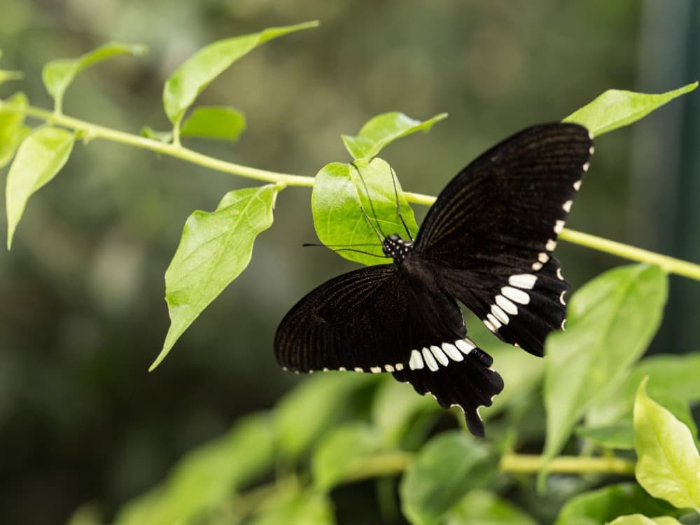 Tropical Butterfly Garden
