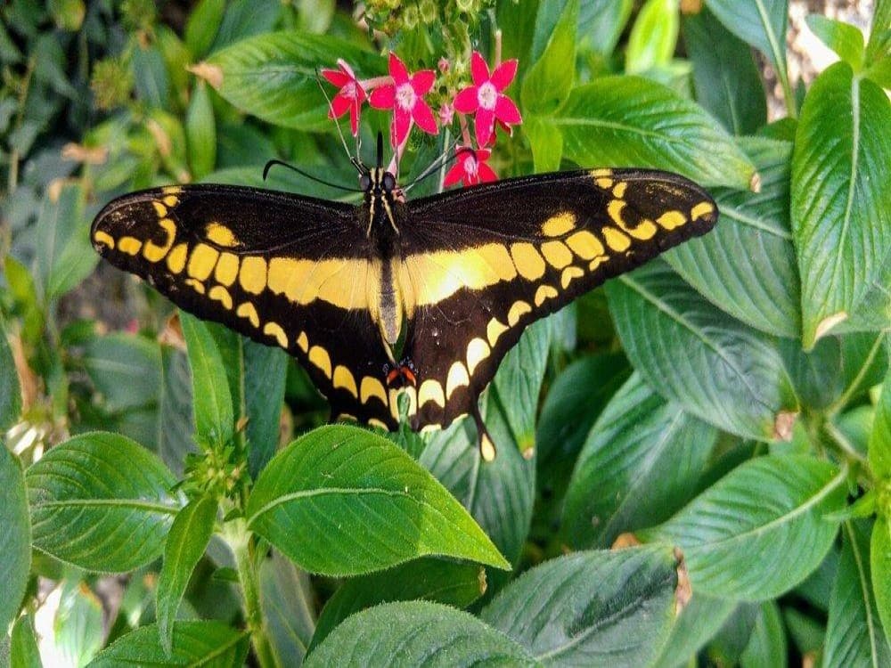 Tropical Butterfly Garden