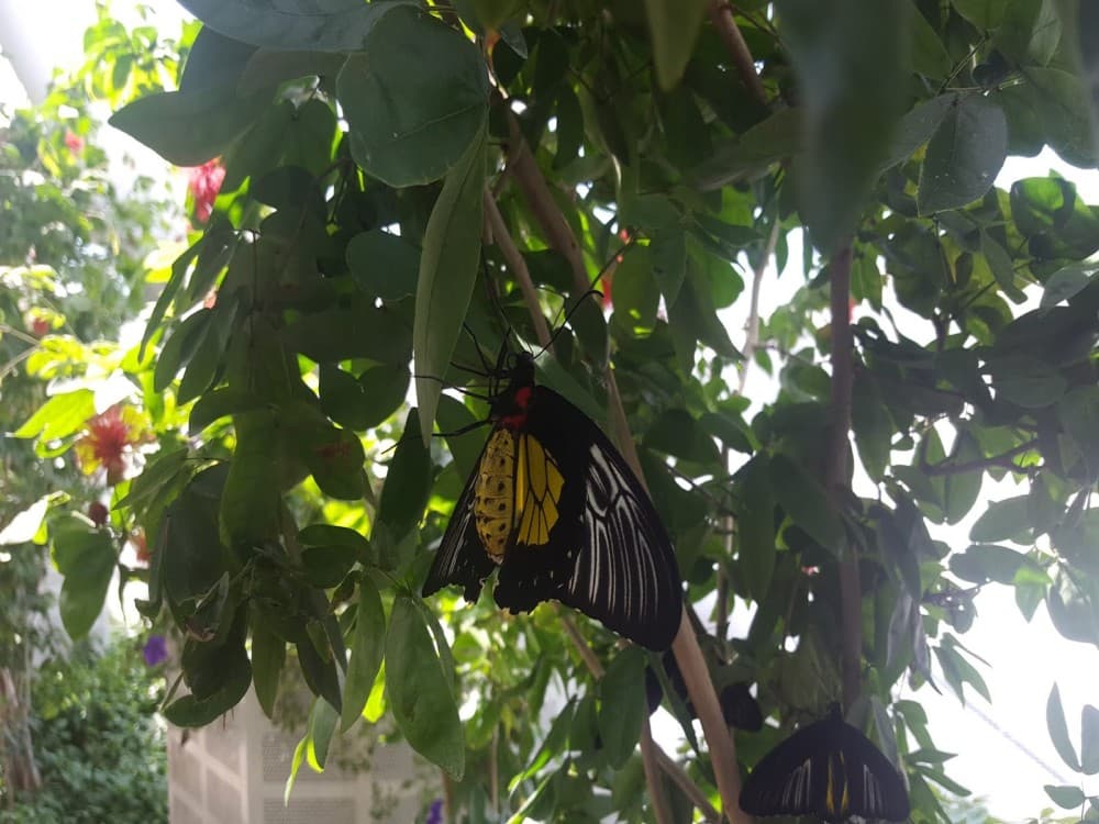 Tropical Butterfly Garden