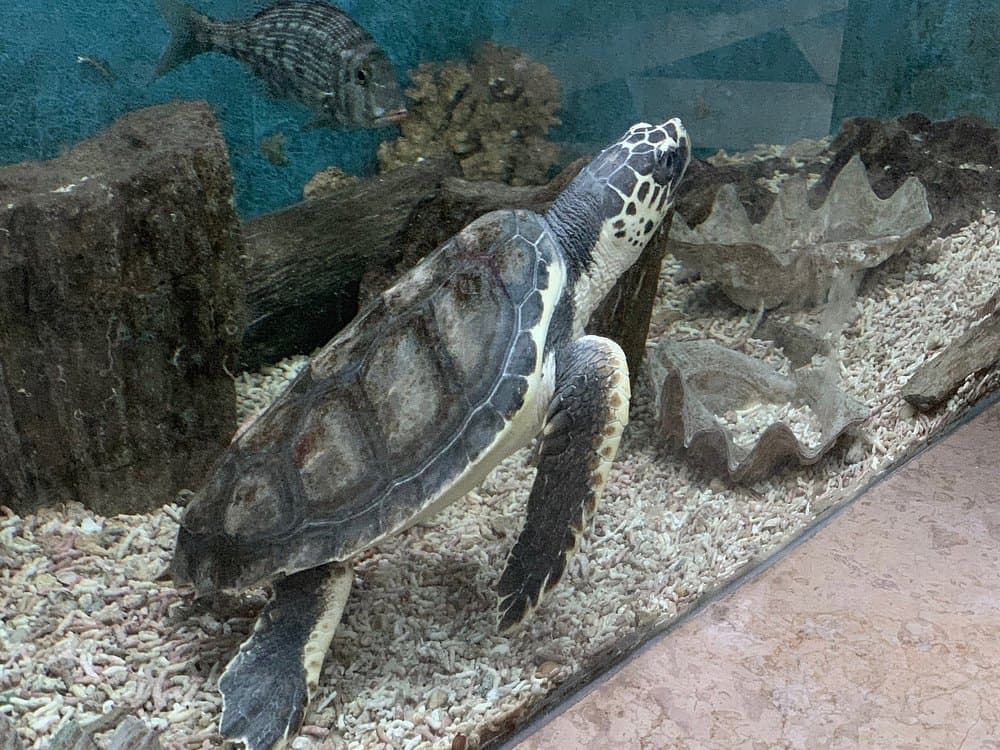 Alexandria: Aquarium Museum | ®ExcursionMania