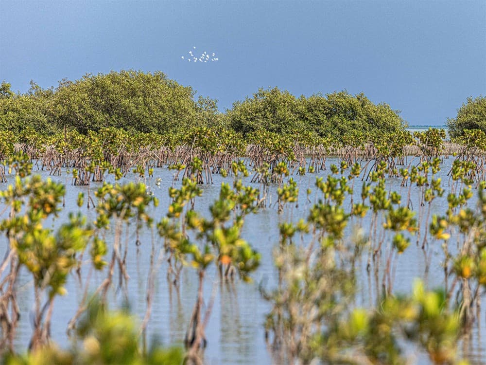 El Qulan Mangrove Forest