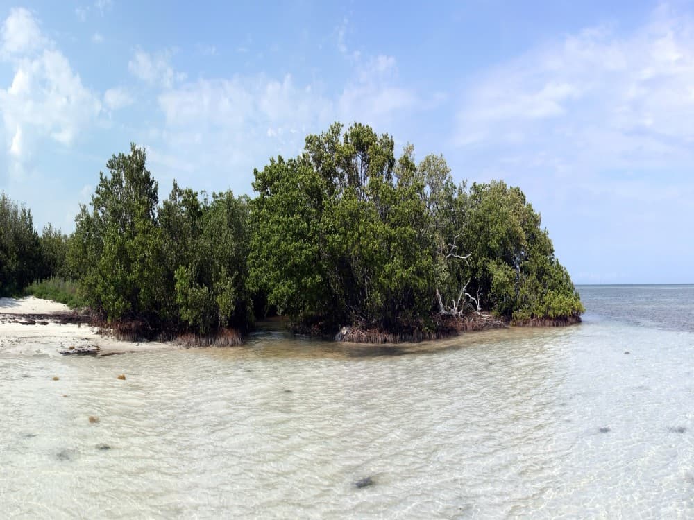 El Qulan Mangrove Forest
