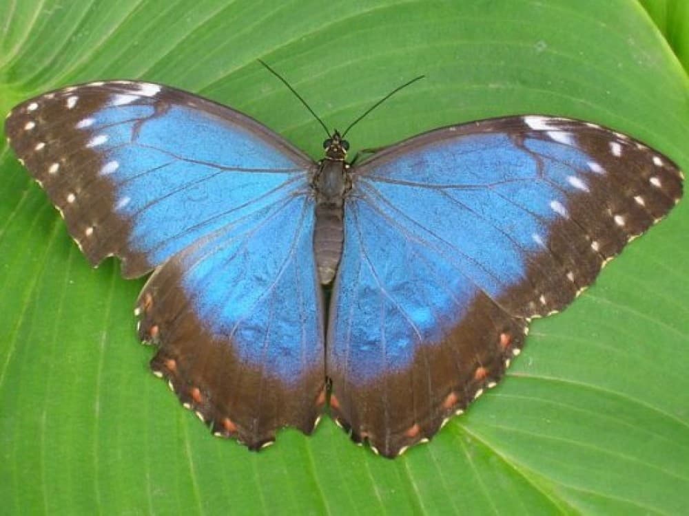Museum of the Living Butterfly