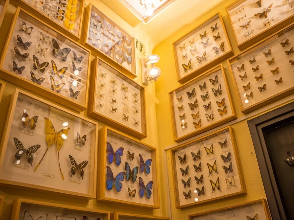 Museum of the Living Butterfly