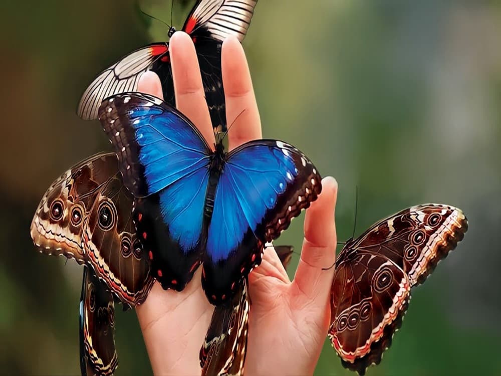 Museum of the Living Butterfly