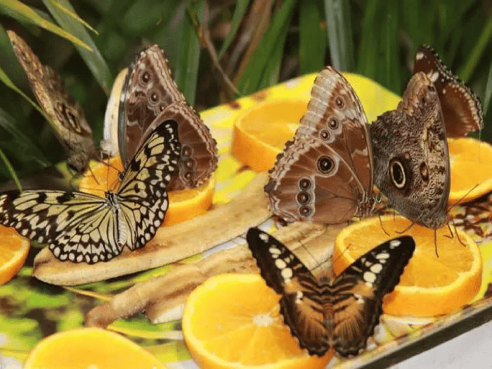 Krakow: Museum of the Living Butterfly | ®ExcursionMania