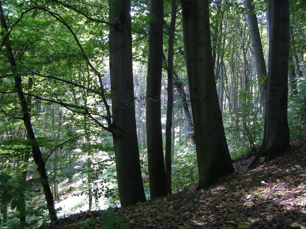 Wolski Forest
