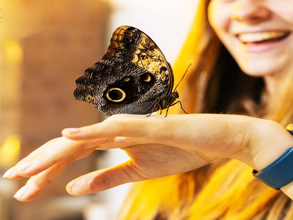 House Of Attractions