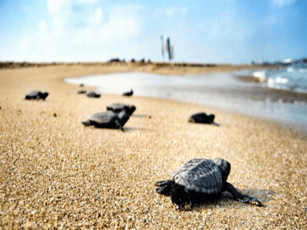 Sarigerme: Is Sarıgerme, Turkey Safe? | ®ExcursionMania