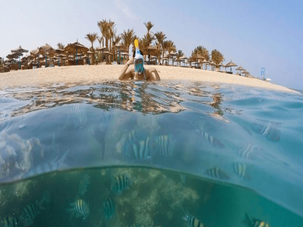 Where to See Dolphins in Marsa Alam?