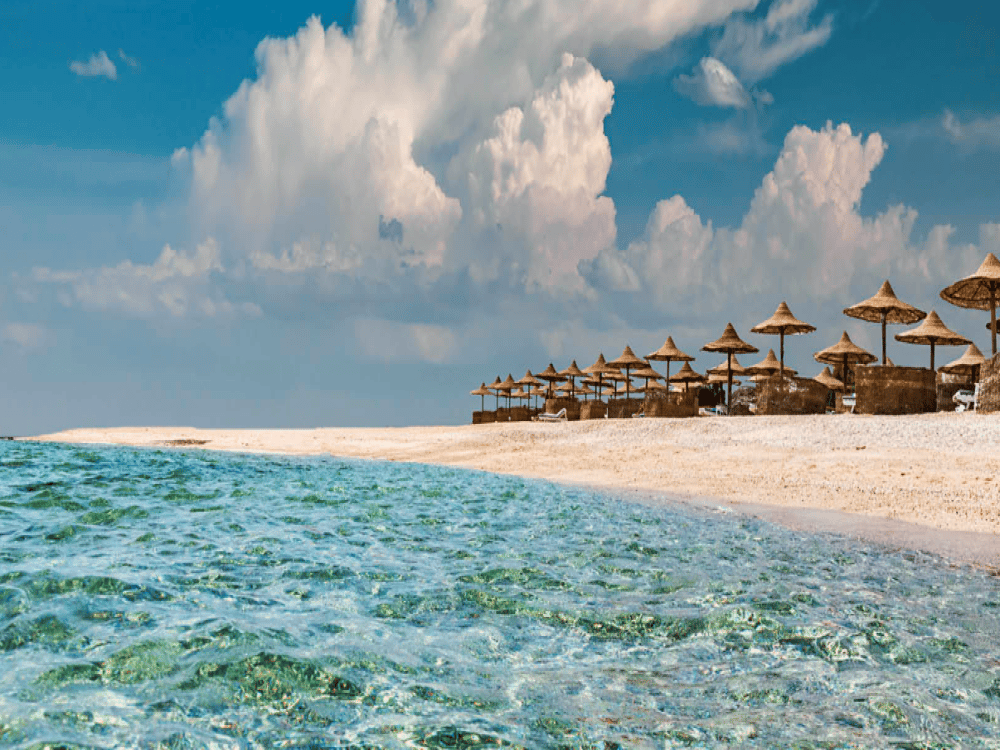 Where to See Dolphins in Marsa Alam?