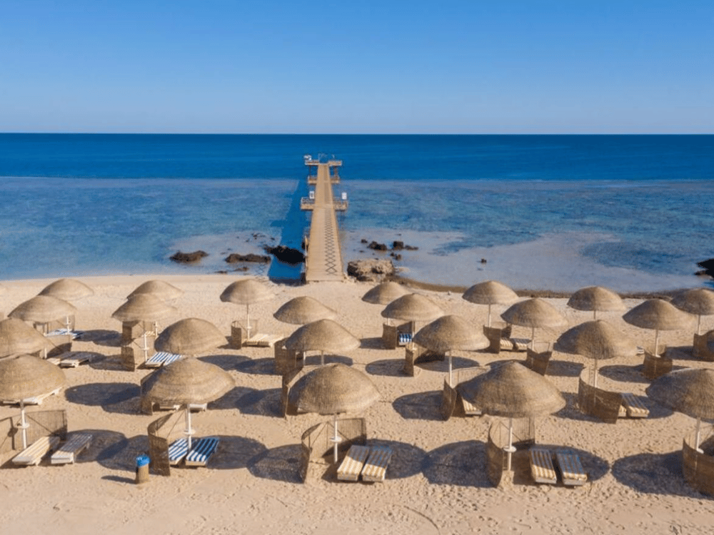 Where to See Dolphins in Marsa Alam?