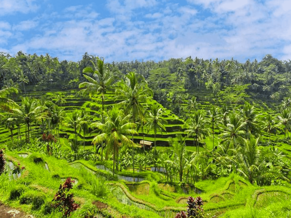 Is Ubud Really Worth Visiting?