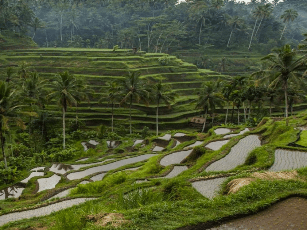 Is Ubud Really Worth Visiting?