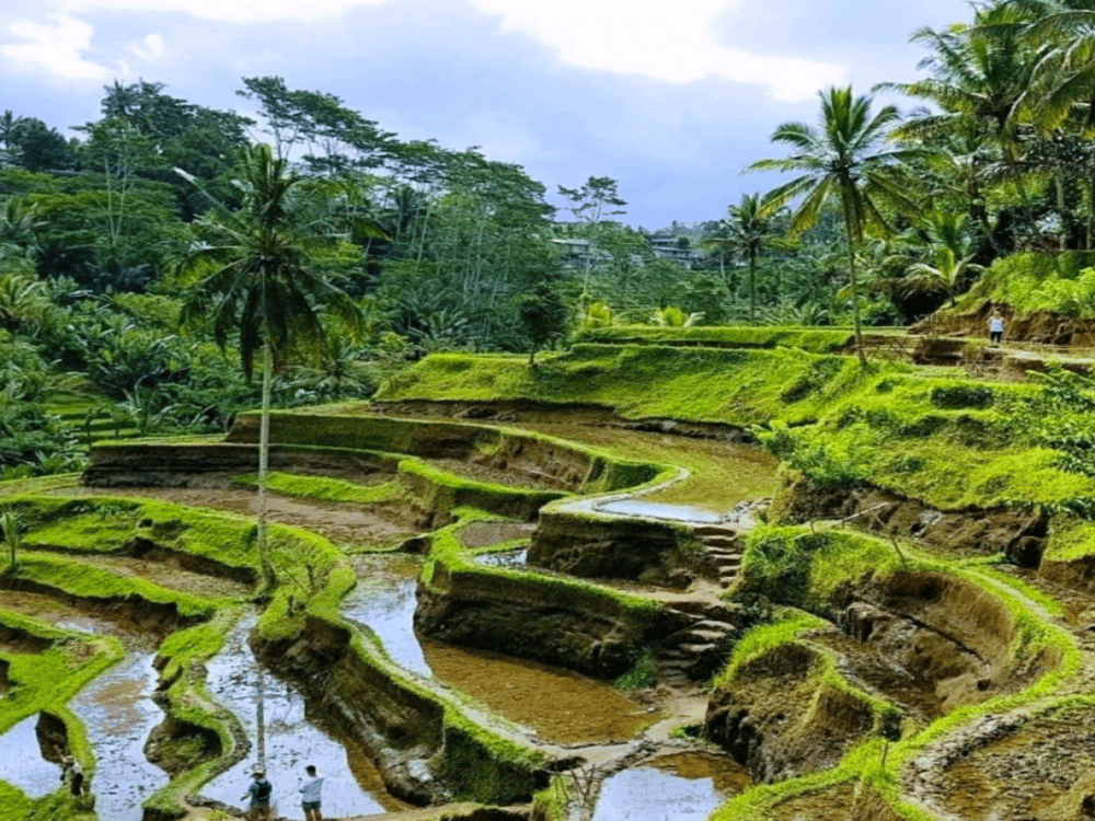 Is Ubud Really Worth Visiting?