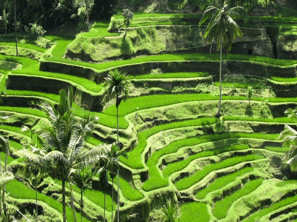 Is Ubud Really Worth Visiting?