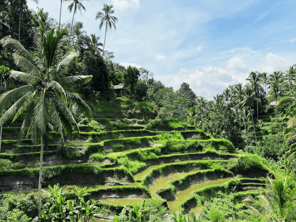 Why Is Ubud So Famous?