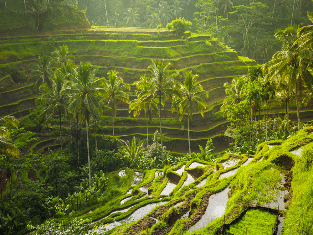 Why Is Ubud So Famous?
