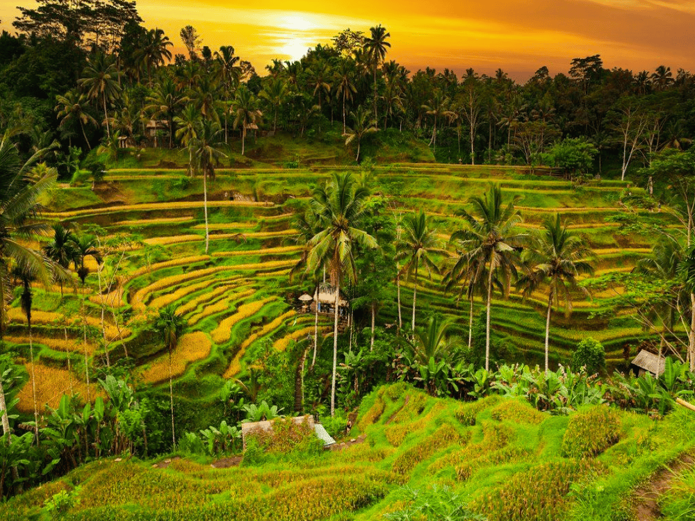 Is 2 Days in Ubud Enough?