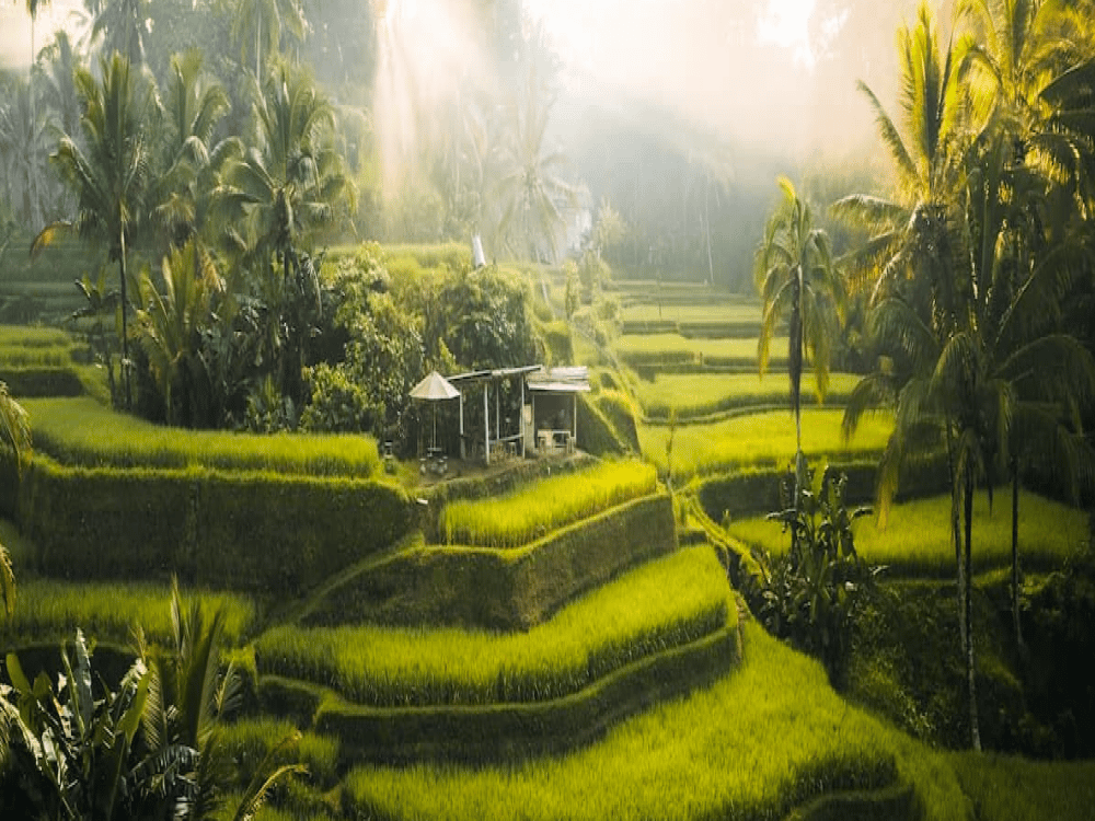 What is the 6 Month Rule in Bali?