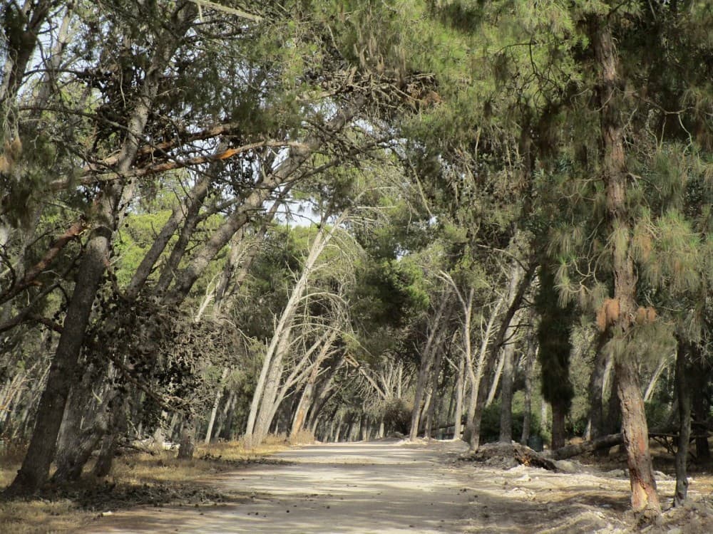 Bouskoura Forest