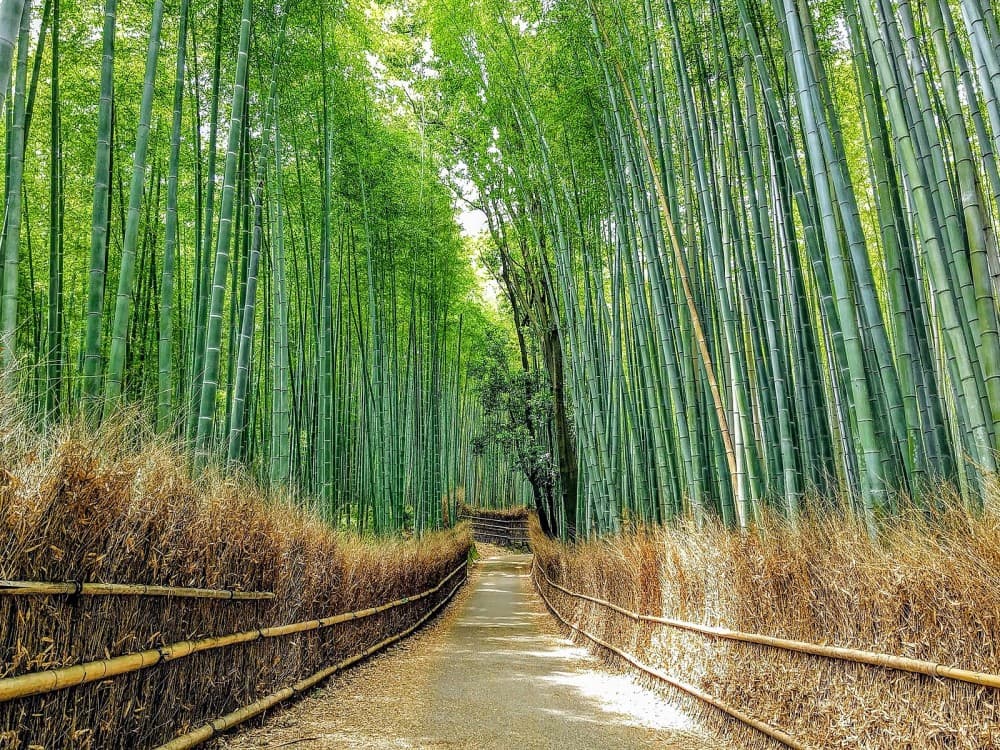 Arashiyama