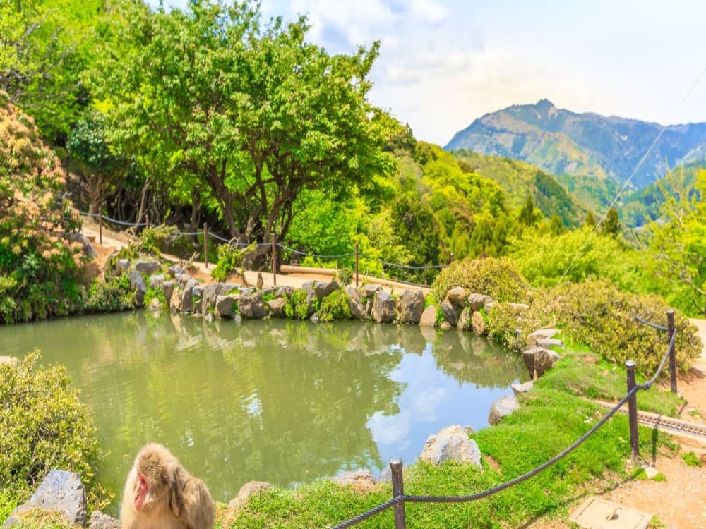 Arashiyama Monkey Park Iwatayama