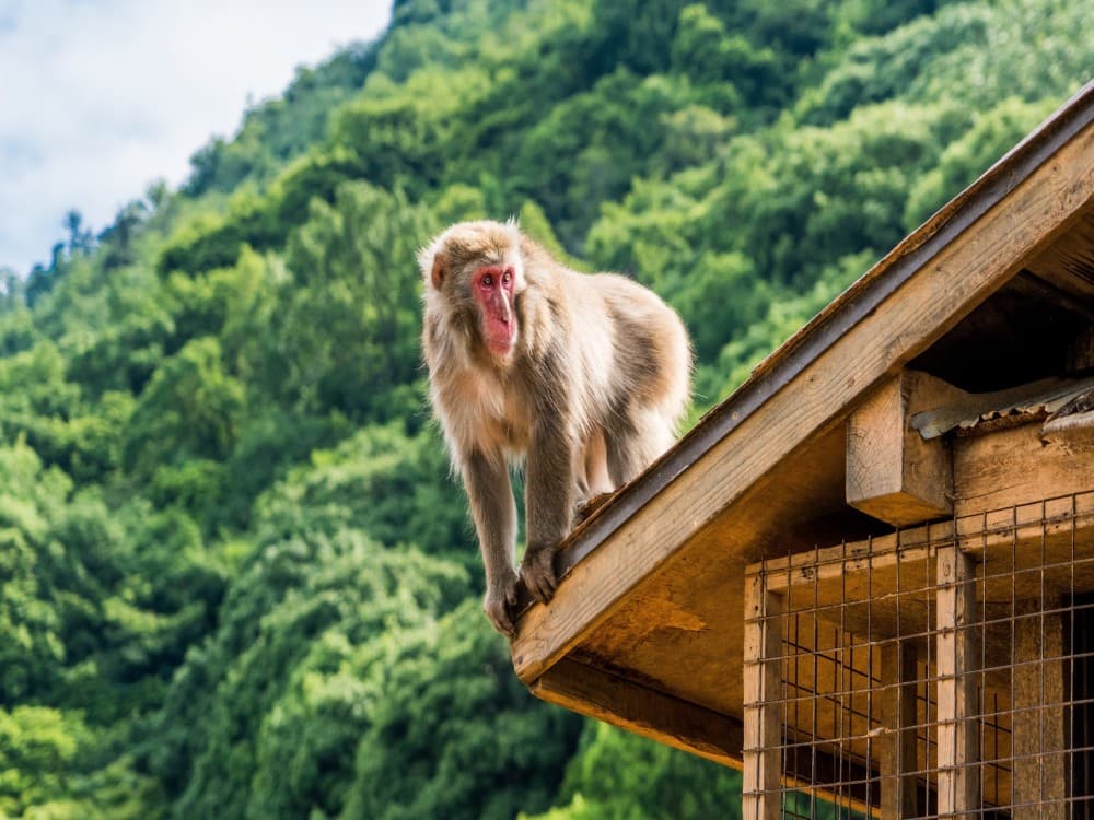 Arashiyama Monkey Park Iwatayama