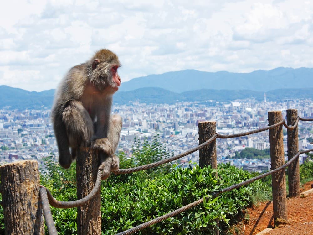 Kyoto: Arashiyama Monkey Park Iwatayama | ®ExcursionMania