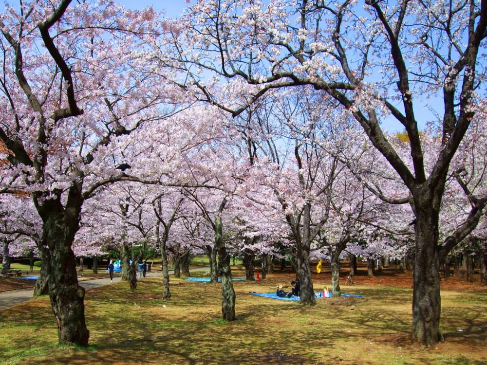 Yoyogi Park