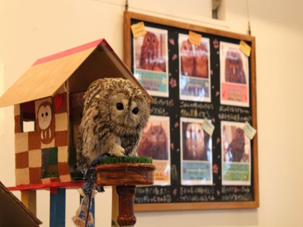 Owl Cafe Tokyo Akiba Fukurou